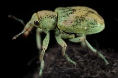 Coniatus splendidulus