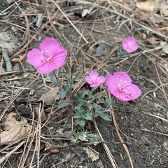 Oenothera deserticola