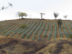 Agave tequilana
