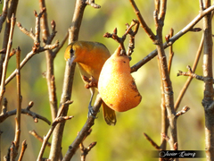 Icterus bullockii