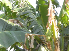 Musa × paradisiaca
