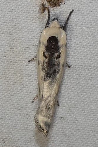 Schlaeger's Fruitworm Moth photo 4