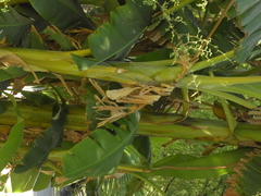 Musa × paradisiaca