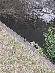 Pitangus sulphuratus