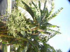 Musa × paradisiaca
