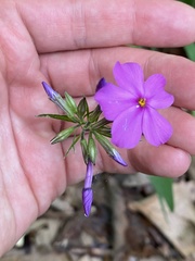 Phlox glaberrima
