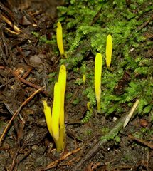 Clavulinopsis amoena image