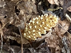 Conopholis americana