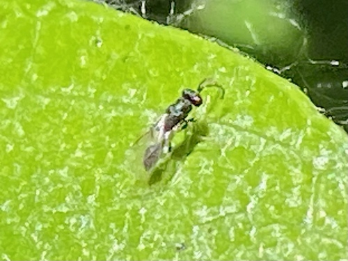 iNaturalist observation photo of Chalcidoid Wasps