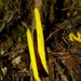 Clavulinopsis amoena - Photo (c) Steve Kerr,  זכויות יוצרים חלקיות (CC BY), הועלה על ידי Steve Kerr