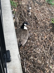 Branta canadensis