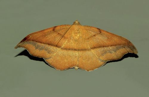 Hook-tip fern looper photo 3