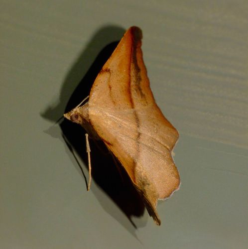 Hook-tip fern looper photo 4