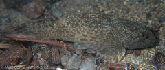 Cottus aleuticus