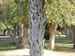 Sabal