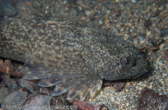 Cottus aleuticus