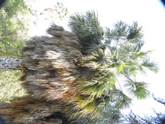 Sabal