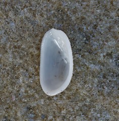 Tugali parmophoidea