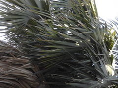 Sabal