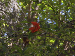 Punica granatum