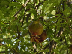 Punica granatum