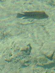 Herichthys minckleyi