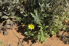 Oenothera grandis