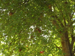 Punica granatum