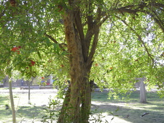 Punica granatum