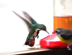 Anthracothorax nigricollis