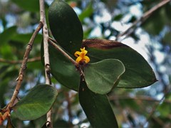 Persoonia stradbrokensis