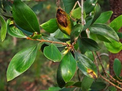 Persoonia stradbrokensis