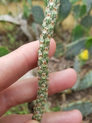 Plantago wrightiana