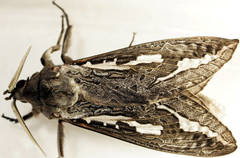 Abantiades tembyi