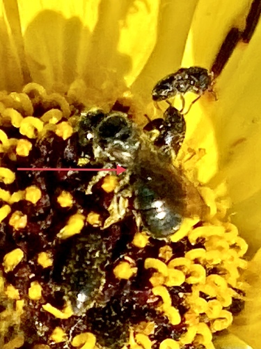iNaturalist observation photo of Zadontomerus