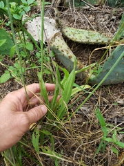 Plantago wrightiana