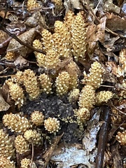 Conopholis americana