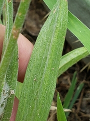 Plantago wrightiana