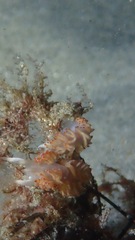 Apata pricei