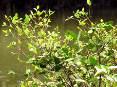 Sonneratia caseolaris