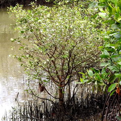 Sonneratia caseolaris