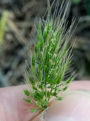 Cynosurus obliquatus