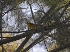 Cardellina pusilla