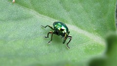 Eurhinus