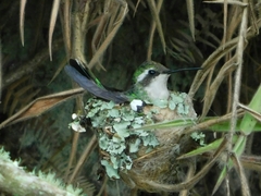 Chlorostilbon melanorhynchus