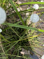 Eriocaulon compressum image