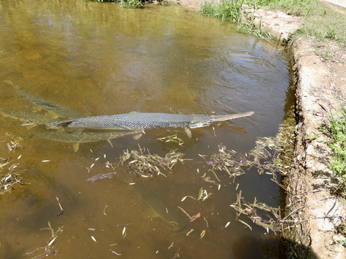 Longnose Gar