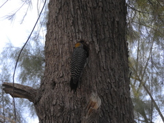 Melanerpes aurifrons