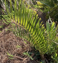 Zamia integrifolia