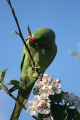 Psittacula krameri